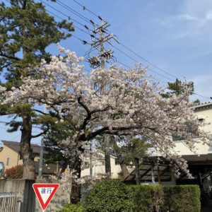 桜|工業用,産業用,自動車用フェルトの寺田タカロン